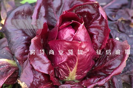 房贷商业贷款 征信逾期1次 房贷商业贷款 征信逾期1次